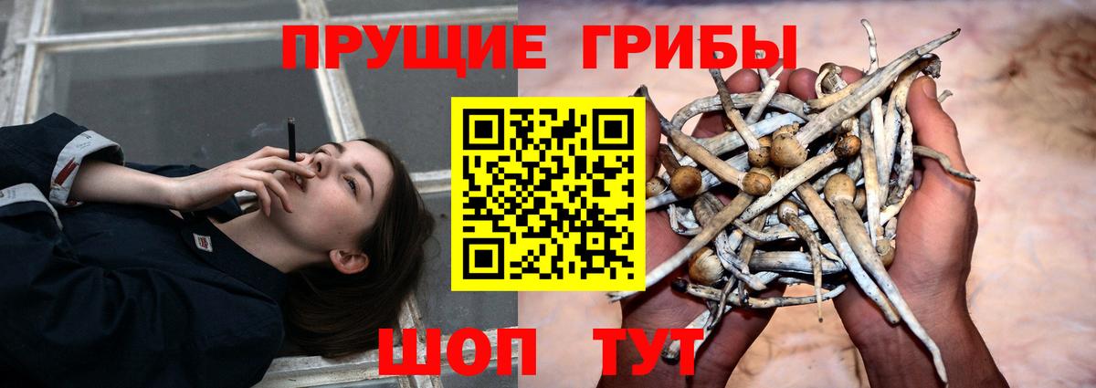 Ковров  Псилоцибиновые грибы Psilocybe  Вход с VPN 